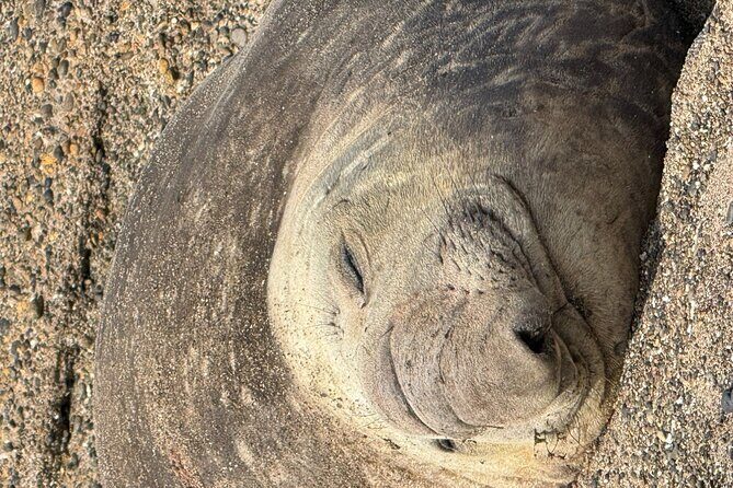 Peninsula Valdes for cruise passengers - FAQ About the Peninsula Valdes Tour