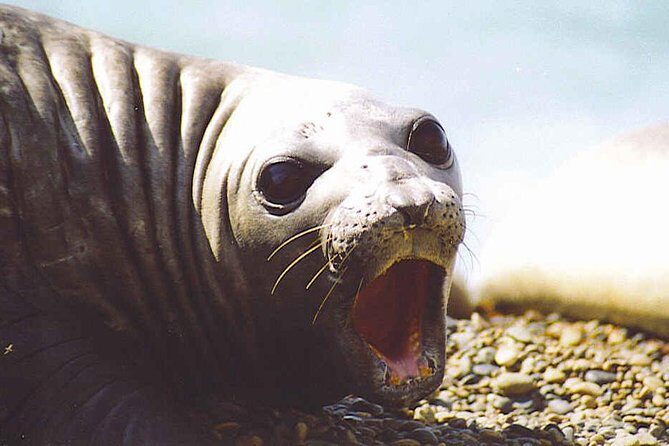 Peninsula Valdes Full Day Tour - Key Points