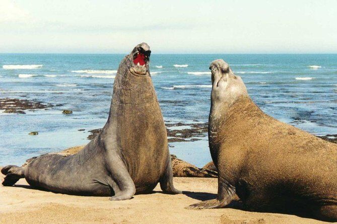 Peninsula Valdes, Full dayTour or Shore Excursion - Discover the Wildlife of Peninsula Valdes: A Private Full-Day Tour from Puerto Madryn