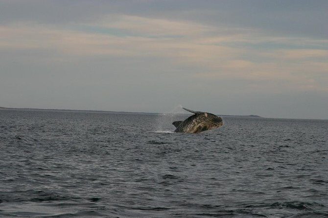 Peninsula Valdes Private Tour - Key Points