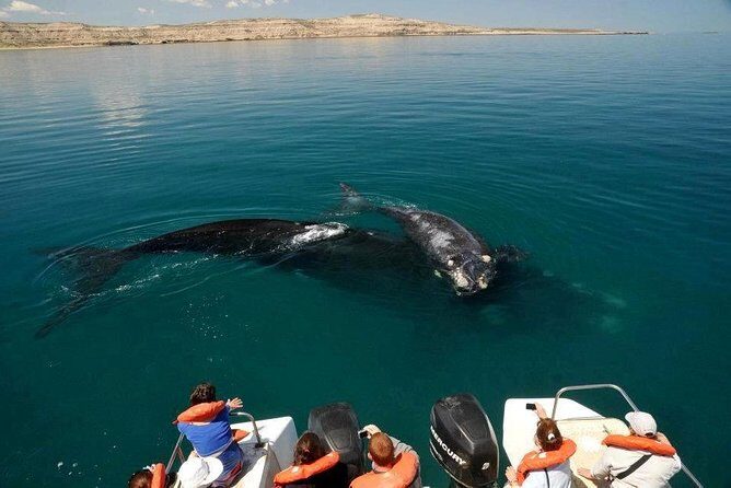 Peninsula Valdes Private Tour - The Sum Up