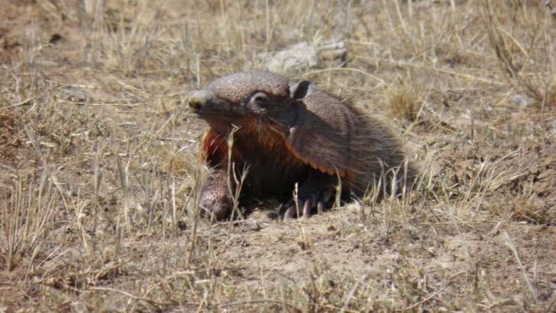 Peninsula Valdes: Shore excursion for cruise passengers - A Deeper Look at the Itinerary