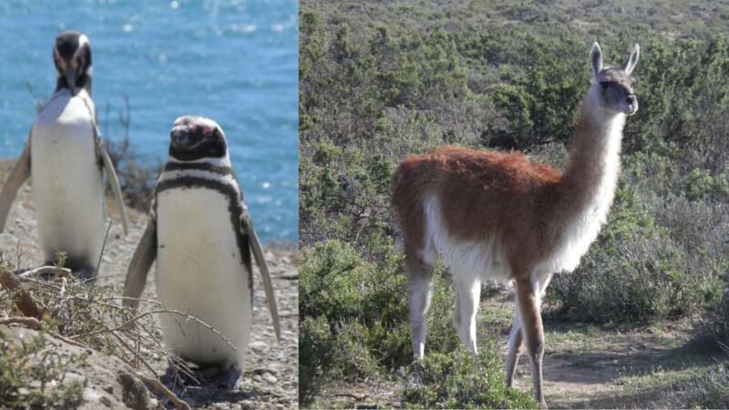 Peninsula Valdes: Shore excursion for cruise passengers - Practical Tips for Travelers