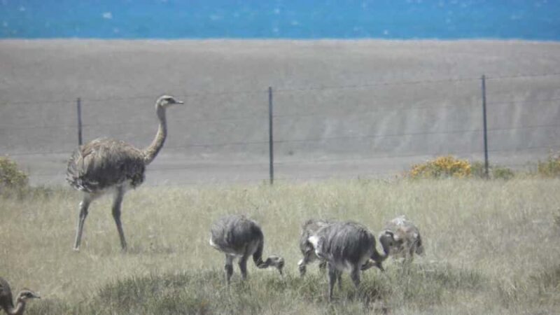 Peninsula Valdes: Shore excursion for cruise passengers - The Sum Up: Is This Tour Worth It?