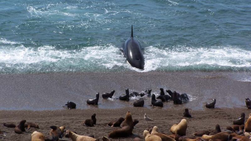 Peninsula Valdes: Shore excursion for cruise passengers - Frequently Asked Questions