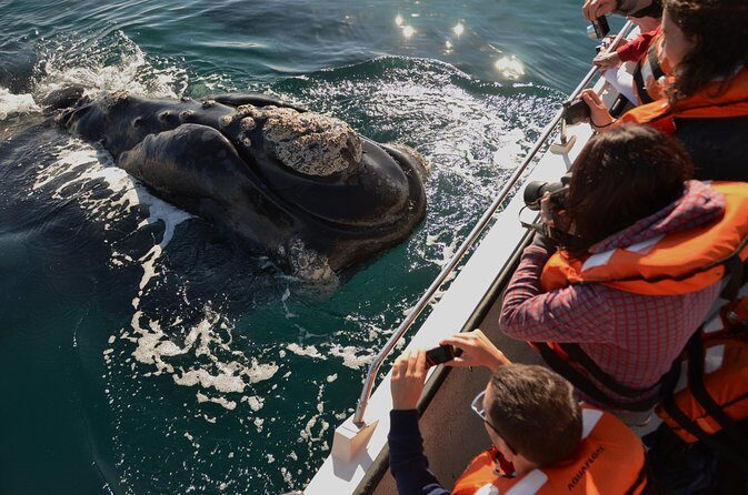 Peninsula Valdes Tour with Optional Whale Watching - A Deep Dive into the Peninsula Valdes Tour Experience