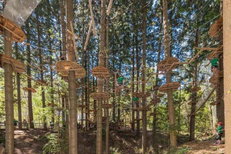 Pennant Hills: Tree Ropes Course Session - Pennant Hills: Tree Ropes Course Session – A Nature-Fueled Adventure Close to Sydney