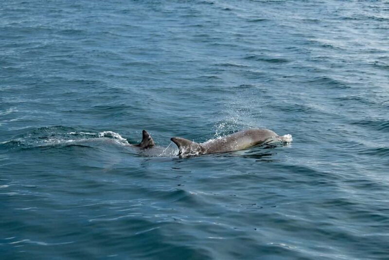 Penneshaw: Kangaroo Island Ultimate Adventure Tour - Key Points