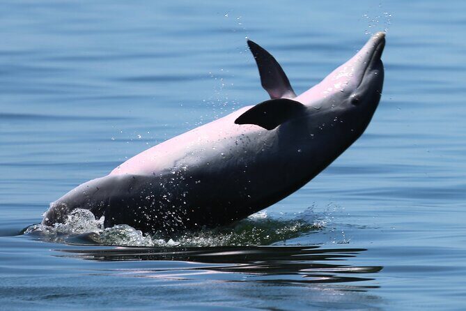 Pensacola Beach Jolly Dolphin Cruise and Scenic Bay Tour - Who Will Love This Tour?