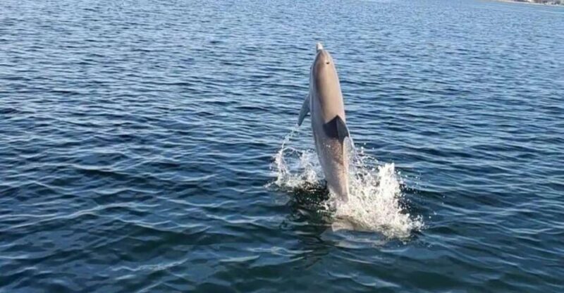 Pensacola Beach Sunset Dolphin Tour private up to 6 ppl - Discover the Charm of Pensacola Beach with a Private Sunset Dolphin Tour