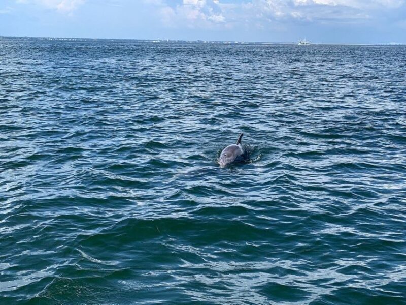 Pensacola Beach Sunset Dolphin Tour private up to 6 ppl - Key Points