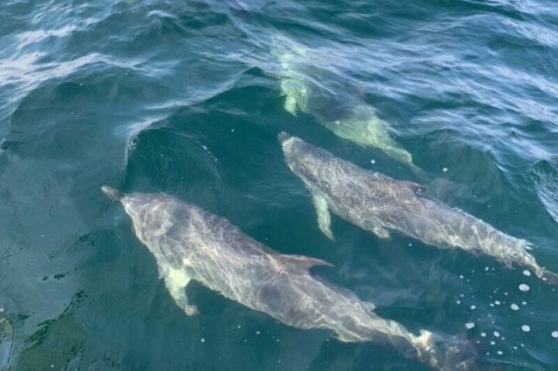 Pensacola Beach Sunset Dolphin Tour private up to 6 ppl - Who Should Consider This Tour?