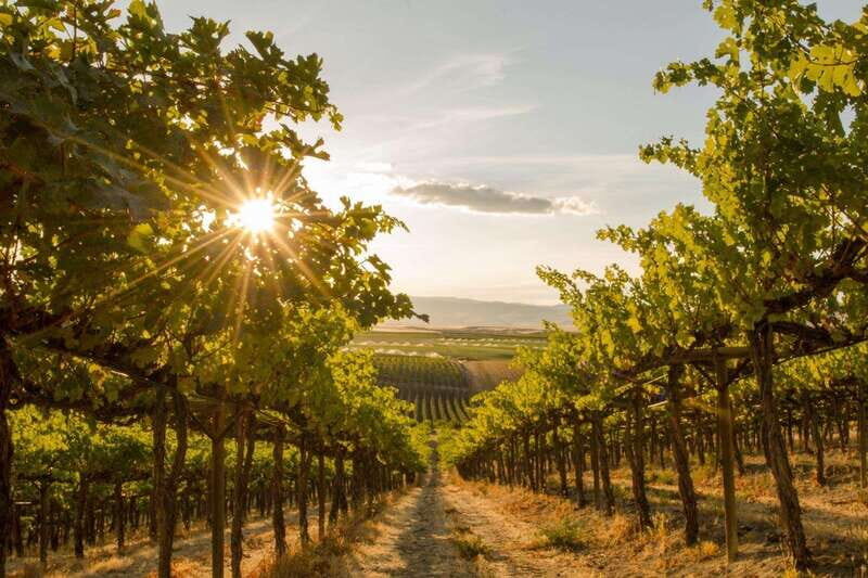 Penticton: Naramata Bench Full Day Guided Wine Tour - Penticton: Naramata Bench Full Day Guided Wine Tour – A Deep Dive into BC’s Wine Gem