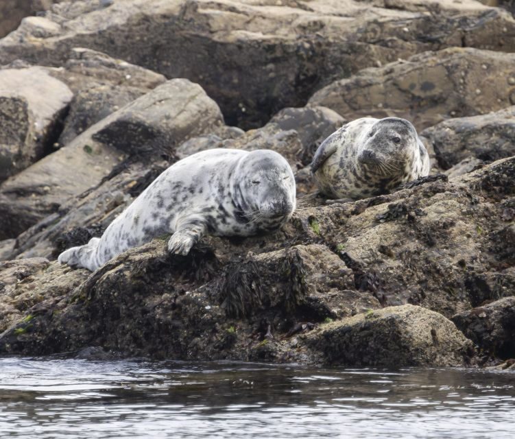 Penzance: Land's End Boat Tour with Wildlife Guides - Key Points