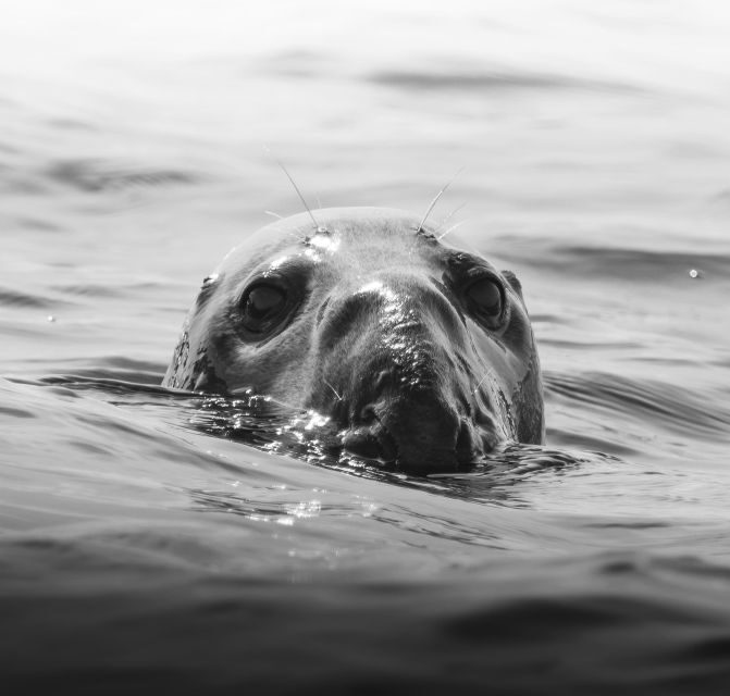 Penzance: Land's End Boat Tour with Wildlife Guides - A Detailed Look at the Experience