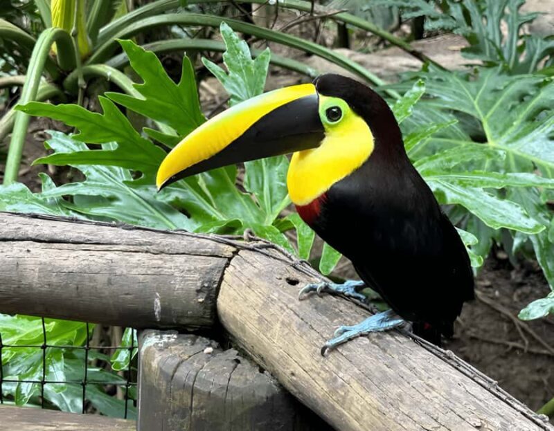 PEREIRA/ARMENIA: FULL DAY UKUMARI/CONSOTÁ + INDIVIDUAL ENTRANCE FEES - FAQ