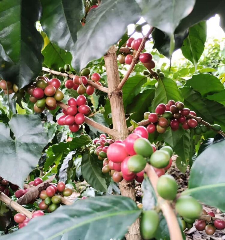 PEREIRA/ARMENIA: PRIVATE FULL DAY AT RECUCA PARK + INDIVIDUAL LUNCH - Key Points