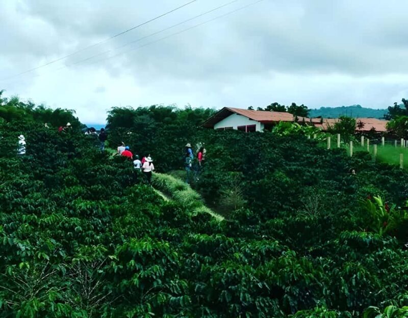 PEREIRA/ARMENIA: PRIVATE FULL DAY AT RECUCA PARK + INDIVIDUAL LUNCH - Who Is This Tour Best For?