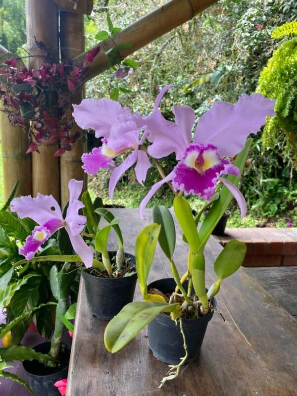 PEREIRA: BUTTERFLY FARM + ECOLOGICAL HIKE + BIOFLORA TRADITIONAL FARM - An In-Depth Look at the Tour Experience