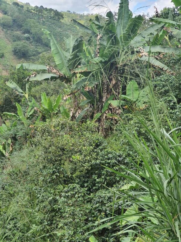 PEREIRA: BUTTERFLY FARM + ECOLOGICAL HIKE + BIOFLORA TRADITIONAL FARM - FAQs