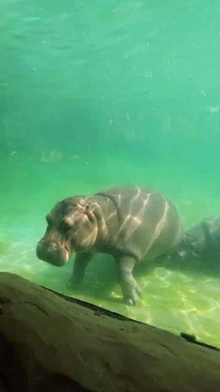 PEREIRA: FULL DAY AT UKUMARI BIOPARK WITH LUNCH - Exploring Ukumari Biopark: A Natural Journey in Pereira