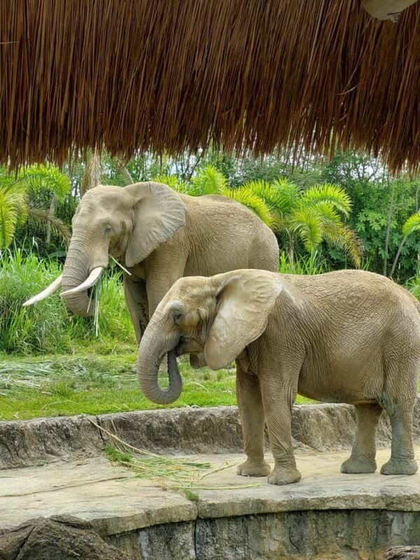 PEREIRA: FULL DAY AT UKUMARI BIOPARK WITH LUNCH - Why This Tour Outshines Other Wildlife Experiences in Pereira