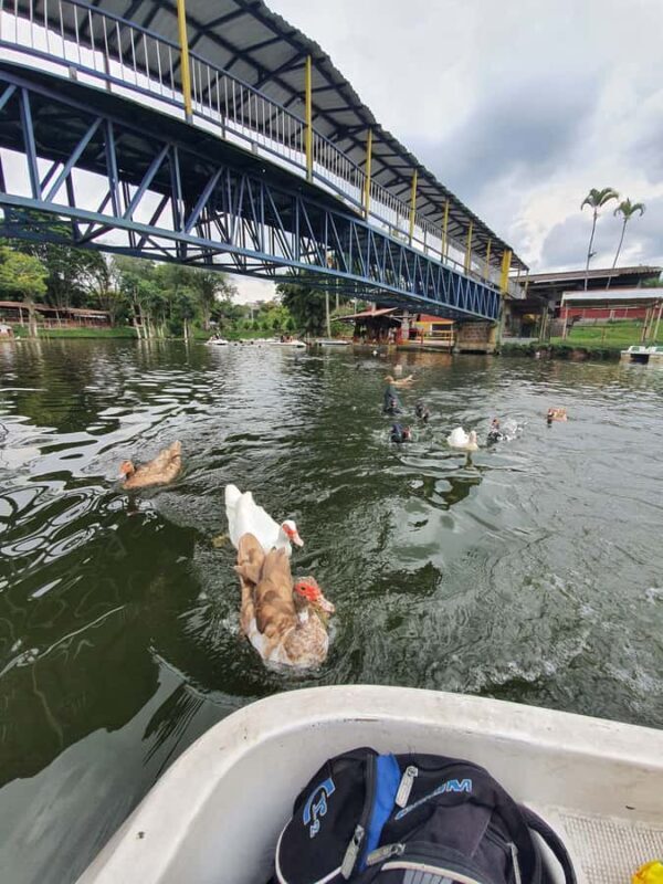 PEREIRA: VISIT THE PRAIRIE LAKE THERE ARE DUCKS, FISH, TURTLES AND IGUANAS - Key Points