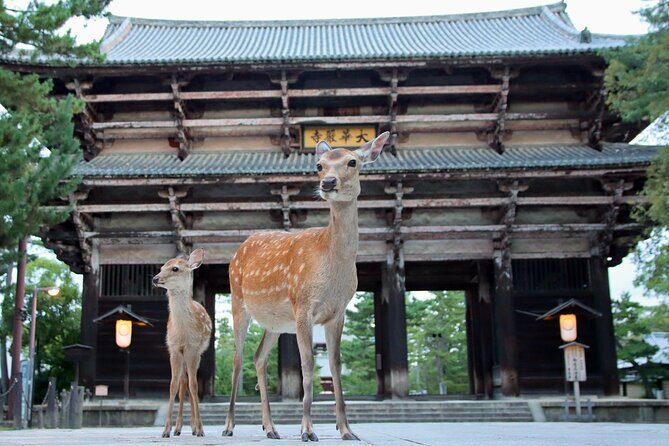 Perfect Nara Park Half-Day Bus Tour with English Speaking Guide - Key Points