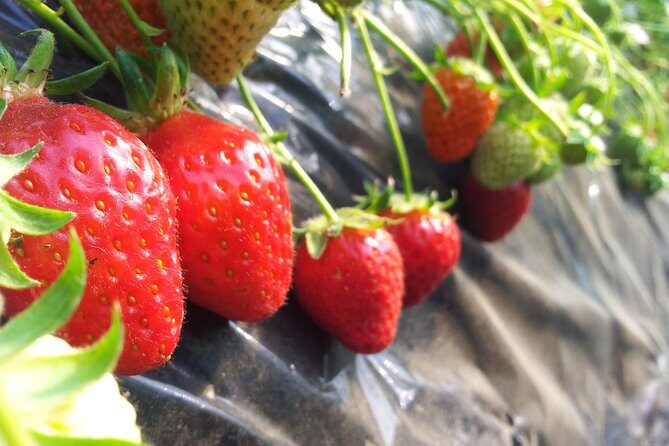 [Perfect Private Tour] Strawberry Farm & Nami Island & Lunch - Exploring the Tour: A Step-by-Step Breakdown