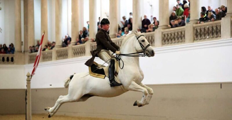 Performance Of The Lipizzans At Spanish Riding School - A Deep Dive into the Experience