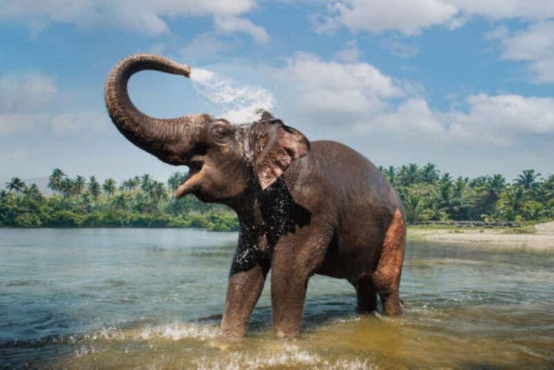 Periyar 02- Days Tour with Nature Walk and Elephant Bath - FAQs