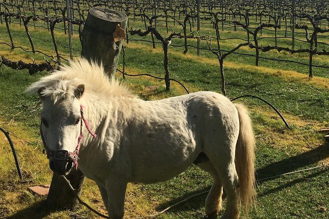 Personalised wine tour experience in the beautiful NSW Southern Highlands - FAQ