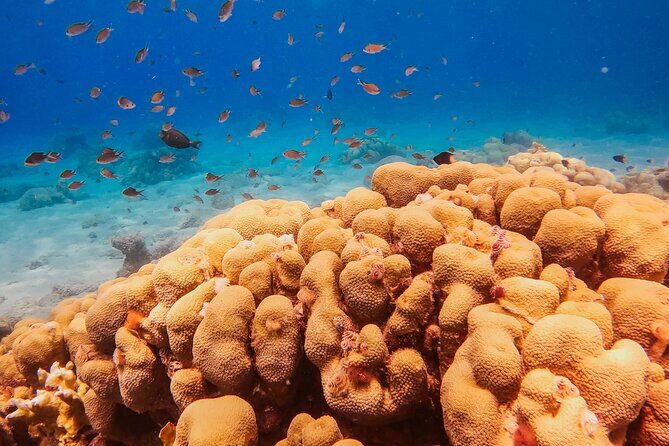 Personalized Discover Scuba Dive Experience in Curaçao - In Summary