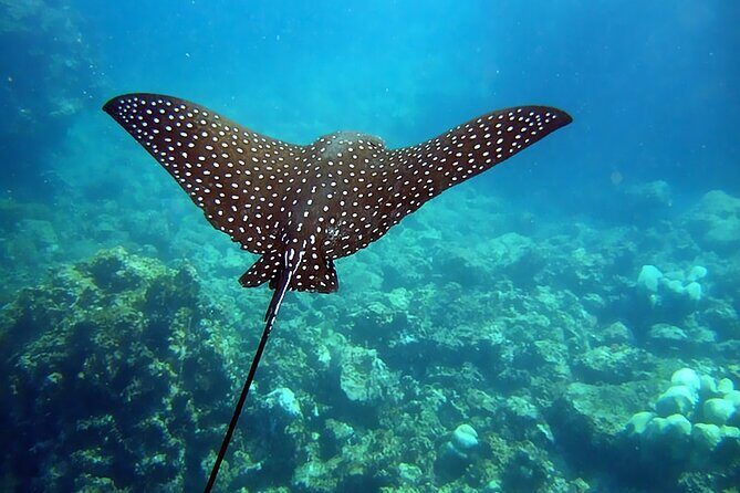 Personalized Diving and Snorkeling in Riviera Maya - What to Expect from the Tour