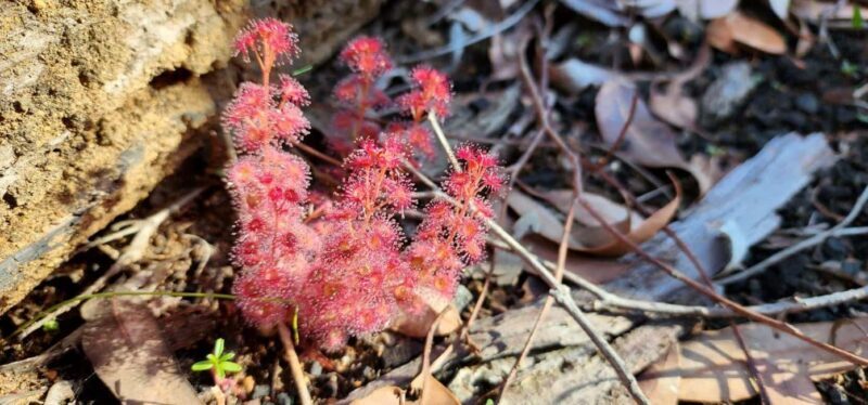 Perth: Abyssinia Rock Hiking Experience - Wildlife and flora encounters