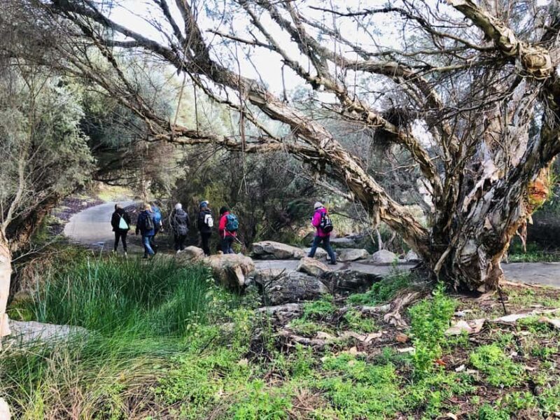 Perth: Bickley Valley Hiking Experience with Morning Tea - A Detailed Look at the Bickley Valley Hiking Experience