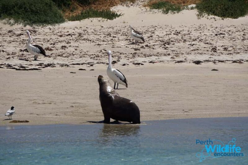 Perth: Dolphin, Sealion & Wildlife Cruise with Lunch - An In-Depth Look at the Wildlife Cruise Experience