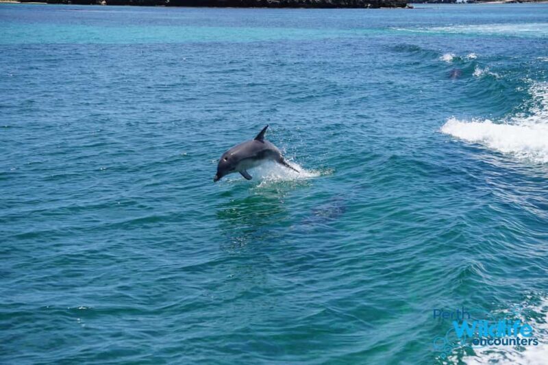 Perth: Dolphin, Sealion & Wildlife Cruise with Lunch - Practical Details and Tips
