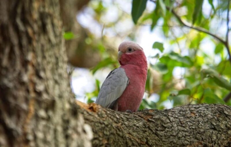 Perth: Kings Park Botanicals & Beyond Guided Hike - Who Would Love This Tour?
