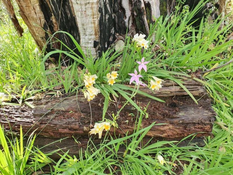 Perth: Kings Park Wildflower Festival Guided Bike Tour - Key Points