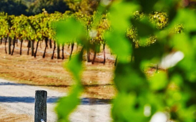 Perth: Pinnacles and Swan Valley Wine Day Tour with Lunch - Key Points