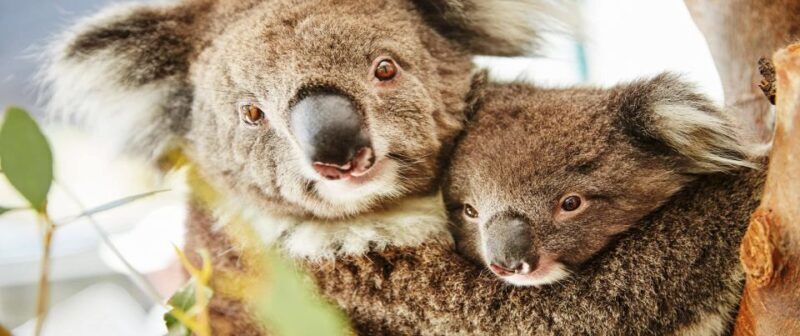 Perth: Pinnacles and Swan Valley Wine Day Tour with Lunch - An In-Depth Look at the Experience