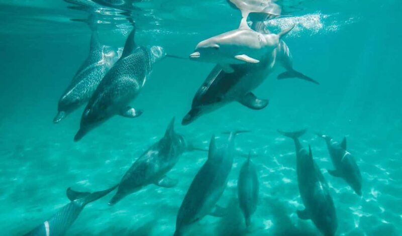 Perth: Swim with Wild Dolphins Tour - Starting Point and Logistics