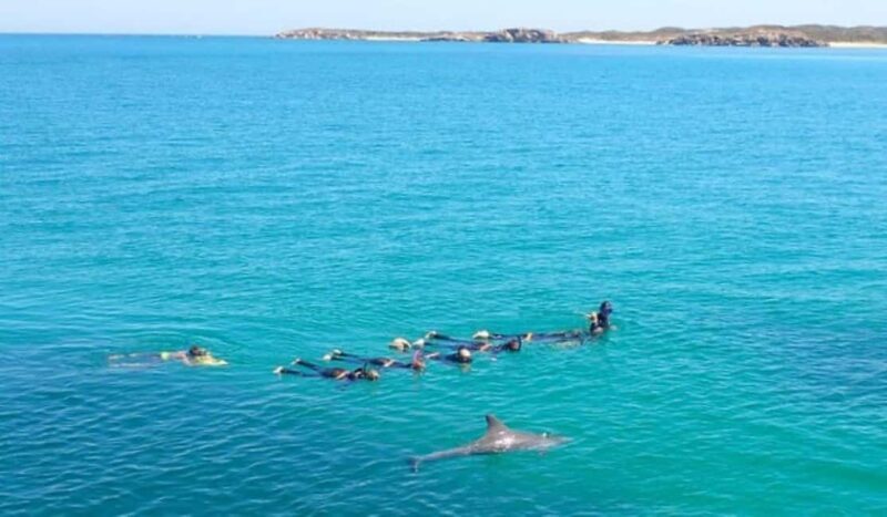 Perth: Swim with Wild Dolphins Tour - The Food and Photos