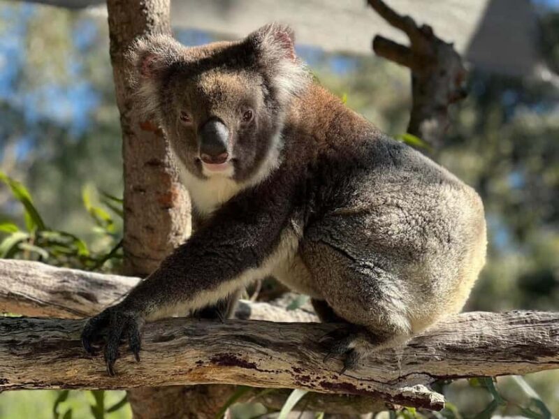 Perth: WA Wildlife Hospital and Native Fauna Encounter Tour - In-Depth Review of the WA Wildlife Hospital and Native Fauna Encounter Tour