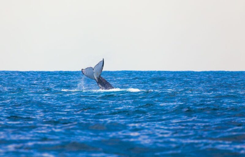 Perth: Whale Watching Cruise from Hillarys Boat Harbour - Key Points