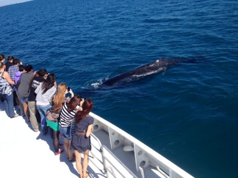 Perth: Whale Watching Cruise from Hillarys Boat Harbour - An In-Depth Look at Perth’s Whale Watching Experience