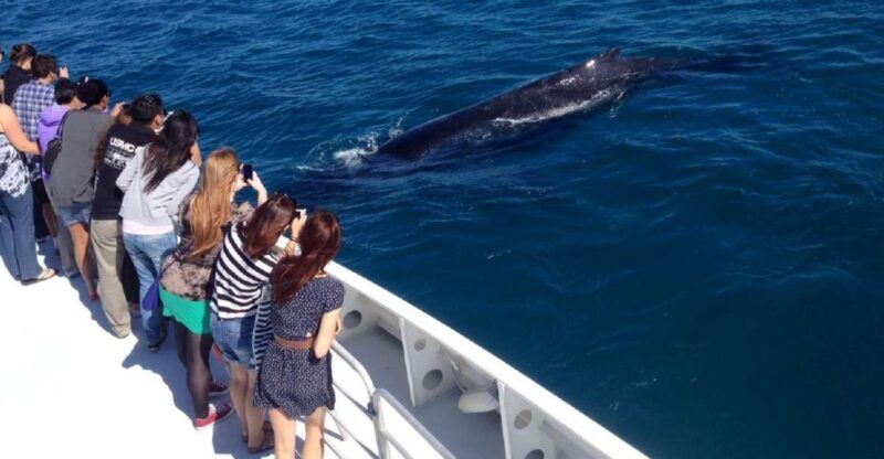 Perth: Whale Watching Cruise from Hillarys Boat Harbour - Frequently Asked Questions