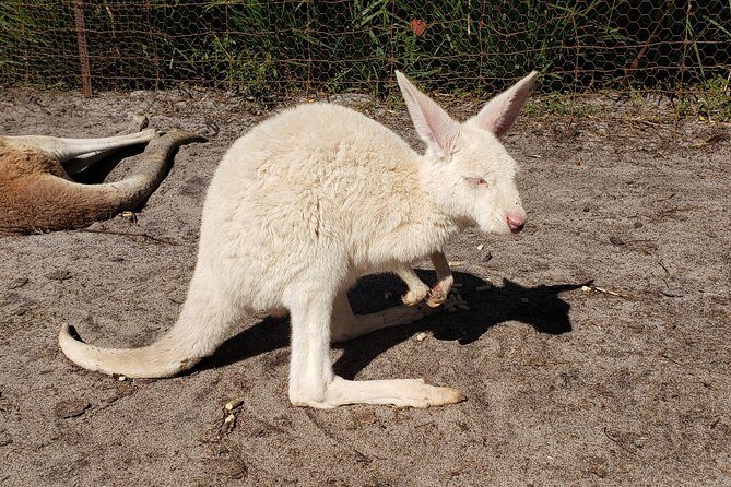 Perth Wildlife Park & City Highlights - Premium Small Group Tour - FAQ