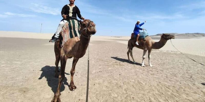 Peru: Camel Ride and Wine Tasting Experience - A Closer Look at the Experience